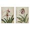 Stupell Industries Vintage Blooming Birds of Paradise 2pc Wall Plaque Set By Jacob Q